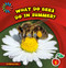 What Do Bees Do in Summer? by Rebecca Felix, Lauren McCullough, 9781631376016