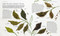 The Tea Book (Experience the Worldâ€™s Finest Teas, Qualities, Infusions, Rituals, Recipes) by Linda Gaylard, 9781465436061