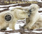 The Polar Bear Scientists - 9780544339064 by Peter Lourie, 9780544339064