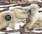 The Polar Bear Scientists - 9780544339064 by Peter Lourie, Susan Ramer, 9780544339064