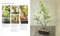 Bonsai by DK, 9781465419583