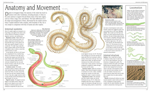 Snake (The Essential Visual Guide) by Chris Mattison, 9781465443793