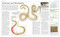 Snake (The Essential Visual Guide) by Chris Mattison, 9781465443793