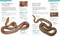 Snake (The Essential Visual Guide) by Chris Mattison, 9781465443793