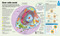 How the Body Works (The Facts Simply Explained) by DK, 9781465429933