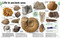 The Rock and Gem Book (And Other Treasures of the Natural World) by DK, Smithsonian Institution, 9781465450708