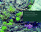 Interior Landscapes (Horticulture and Design) by Jerome Malitz, Seth Malitz, 9780393730821