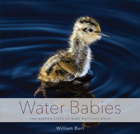 Water Babies (The Hidden Lives of Baby Wetland Birds) by William Burt, 9781581573053