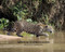 Animal Expressions by Judith Hamilton, 9780692578117