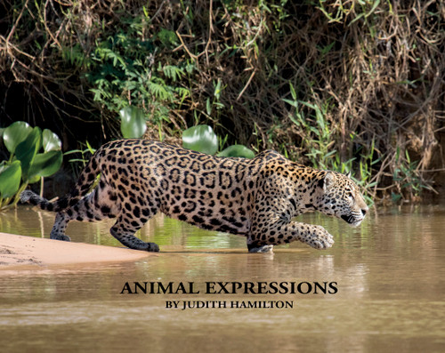 Animal Expressions by Judith Hamilton, 9780692578117