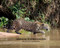 Animal Expressions by Judith Hamilton, 9780692578117