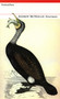Nevermore - 9781903039021 by Andrew McNeillie, 9781903039021