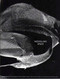 Modelling Spaces (10th Anniversary Kiesler Foundation Vienna) by Kurt Forster, Olafur Eliasson, Ben Van Berkel, Hani Rashid, Monika Pessler, Dieter Bogner, 9783851601459