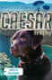Caesar the War Dog: Operation Blue Dragon by Stephen Dando-Collins, 9780857980533