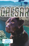 Caesar the War Dog: Operation Blue Dragon by Stephen Dando-Collins, 9780857980533