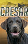 Caesar the War Dog by Stephen Dando-Collins, 9781742756318