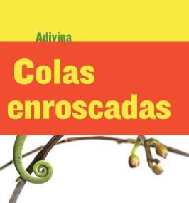 Colas enroscadas (Twisty Tails) (Camaleón (Chameleon)) (Spanish Edition) - 9781634714693 by Kelly Calhoun, 9781634714693