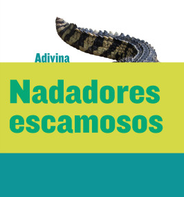 Nadadores escamosos (Scaly Swimmers) (Cocodrilo (Crocodile)) (Spanish Edition) - 9781634714679 by Kelly Calhoun, 9781634714679