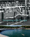 Swimming with The Spit (100 Years of the Spit Amateur Swimming Club) by Tanya Evans, 9781742234915