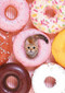 Tiny Cat Flexi Journal by Yoneo Morita, 9781452161044