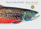 Trout of the World (Revised and Updated Edition) by James Prosek, 9781617690235