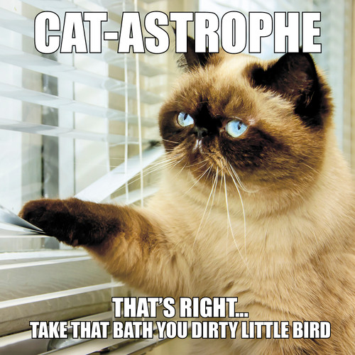 Cat-Astrophe by Willow Creek Press, 9781623439910