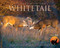 Journey With the Whitetail (w/DVD) by Mark Raycroft, 9781623431402