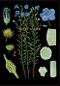 The Art of Instruction Notebook Collection (Floral Notebooks, Gift for Flower Lovers, Notebooks for Designers) by Chronicle Books, 9781452110202