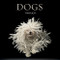 Dogs (Photographs) - 9780810996533 by Lewis Blackwell, Tim Flach, 9780810996533