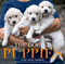 The Dogist Puppies by Elias Weiss Friedman, 9781579657437