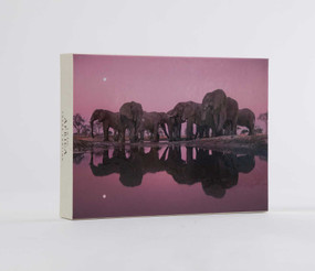 Into Africa: Blank Boxed Notecards by Frans Lanting, 9781608878864