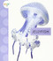 Jellyfish - 9781681523002 by Mari Schuh, 9781681523002