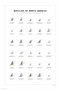 Mayflies of North America Print Set by Ernest G. Schwiebert, 9780979903731