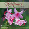 Wildflowers of the Appalachian Trail by Leonard M. Adkins, Joe Cook, Monica Sheppard, 9781634040907