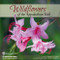 Wildflowers of the Appalachian Trail by Leonard M. Adkins, Joe Cook, Monica Sheppard, 9781634040907