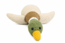 Mallard duck 