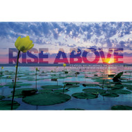 Rise Above Lily Pad