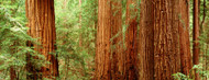 Standard Photo Board: Redwoods Muir Woods - AMER