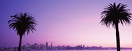 Standard Photo Board: San Francisco Viewed through Palm Trees - AMER