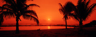 Standard Photo Board: Silhouette of Palm Trees at Dusk Kauai - AMER