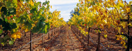 Standard Photo Board: Vines in a Vineyard Napa - AMER