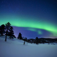 Aurora Borealis Shooting Star in the Woods of Troms County Norway