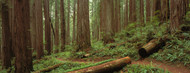 Standard Photo Board: Forest With Path Jedediah Smith State Park - AMER