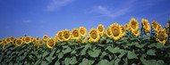 Standard Photo Board: Field Of Sunflowers - AMER