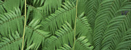 Standard Photo Board: Ferns Botanical Gardens Buffalo Erie County - AMER