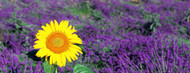 Standard Photo Board: Lone Sunflower in Lavender Field - AMER