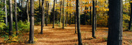 Extra Large Photo Board: Chestnut Ridge Park Orchard Park NY USA - AMER