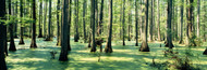 Extra Large Photo Board: Cypress Trees in Shawnee National Forest - AMER