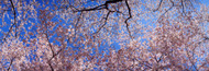 Extra Large Photo Board: Cherry Blossom Trees - AMER