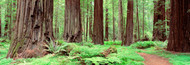 Extra Large Photo Board: Avenue Of The Giants Founders Grove - AMER